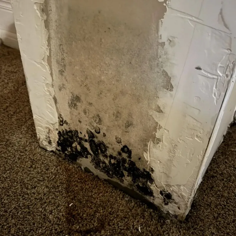 Professional Mold Removal in Fairfield, ME